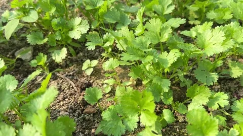 Coriander plant 4k Stock Footage 291752612