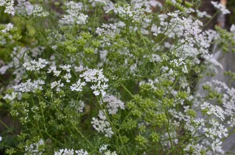 Coriander plant in full bloom with tiny white flowers Stock Photos
