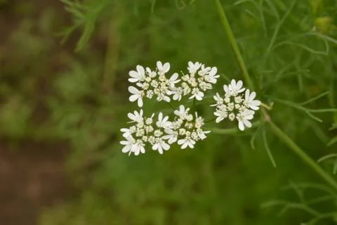 Coriander plant in full bloom with tiny white flowers Stockfoto's