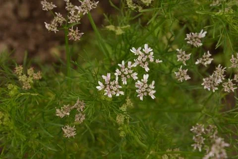 Coriander plant in full bloom with tiny white flowers 库存照片