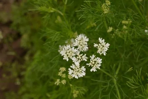 Coriander plant in full bloom with tiny white flowers Stock Photos