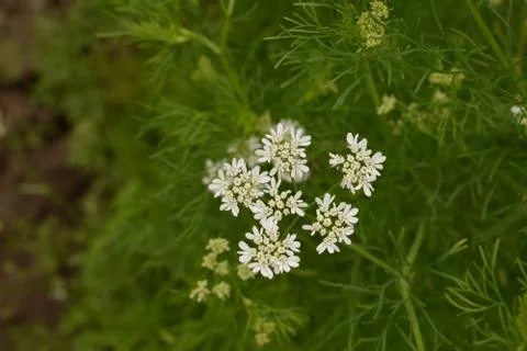 Coriander plant in full bloom with tiny white flowers Stock Photos