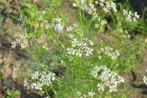 Coriander plant in full bloom with tiny white flowers 写真素材