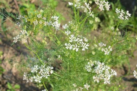 Coriander plant in full bloom with tiny white flowers Stock Photos