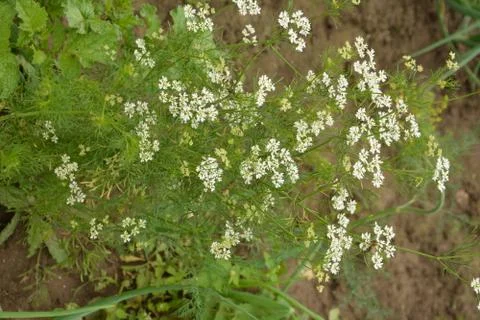 Coriander plant in full bloom with tiny white flowers Foto stock
