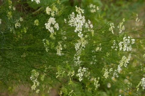 Coriander plant in full bloom with tiny white flowers Foto stock