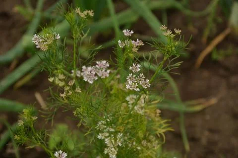 Coriander plant in full bloom with tiny white flowers 写真素材