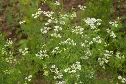 Coriander plant in full bloom with tiny white flowers Foto stock