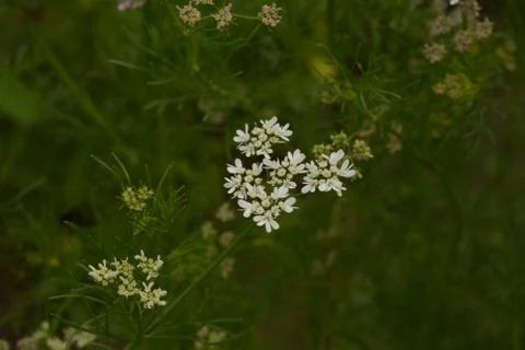 Coriander plant in full bloom with tiny white flowers 写真素材