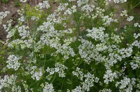 Coriander plant in full bloom with tiny white flowers Foto stock