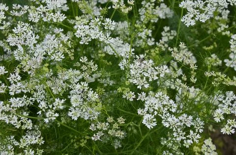 Coriander plant in full bloom with tiny white flowers Stock Photos