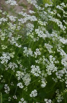 Coriander plant in full bloom with tiny white flowers Stockfoto's