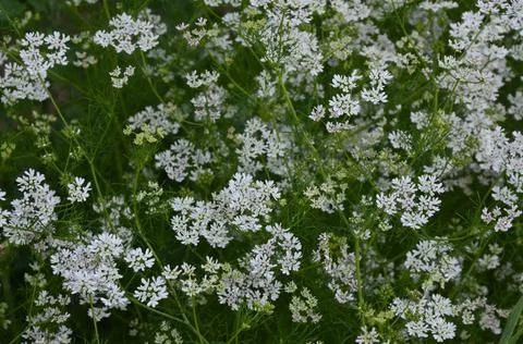 Coriander plant in full bloom with tiny white flowers 库存照片