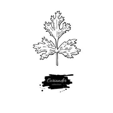 Coriander plant vector hand drawn illustration. Isolated spice o Stock Illustration