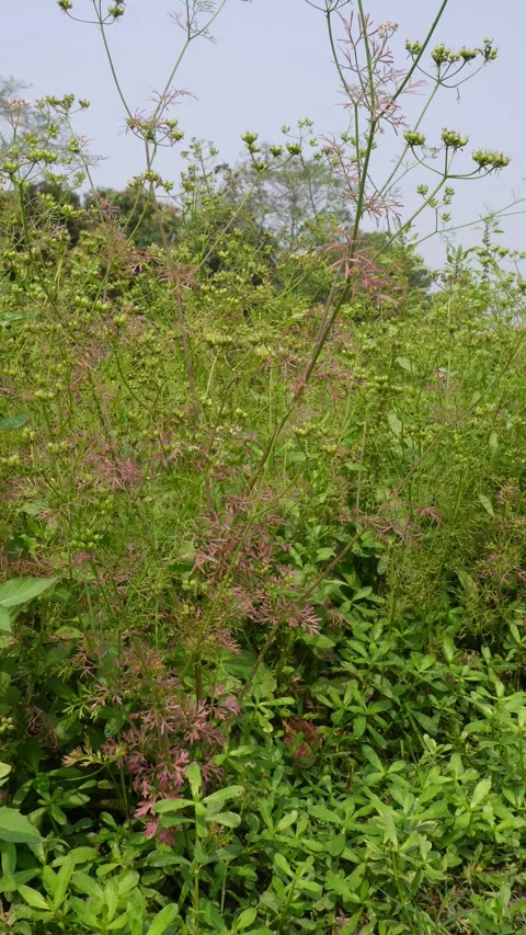 Coriander Plants Vidéo 333912431