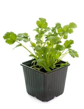 Coriander in pot Stock Photos