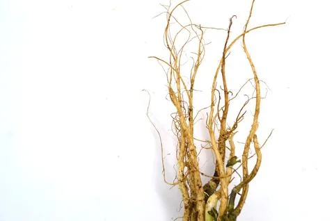 Coriander root Stock Photos