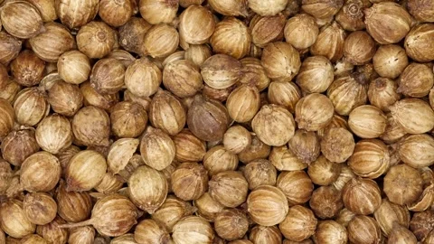 Coriander, round grains, bunch in bulk, rotating, turning, close-up Stock-Footage 240656401