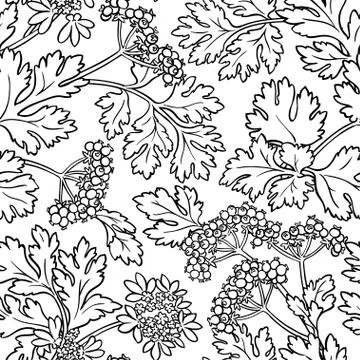 Coriander seamless pattern Stock Illustration