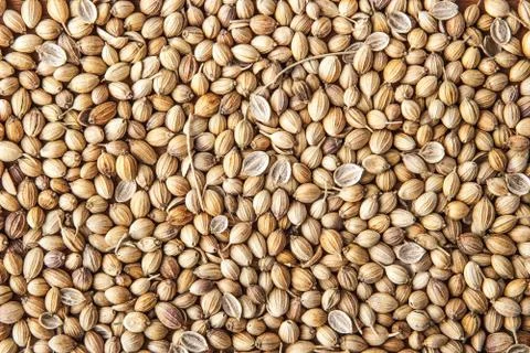 Coriander seed background Stock Photos