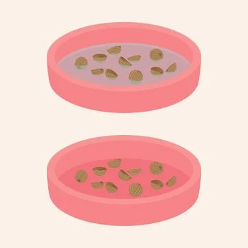 Coriander seed Flat Vector illustration Stock Illustration