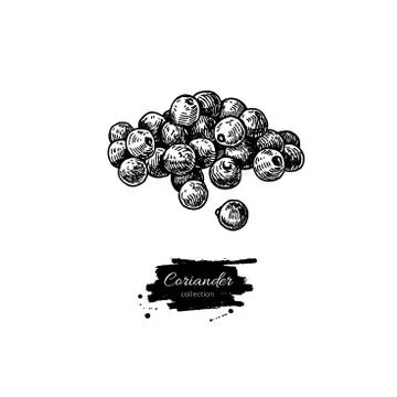 Coriander seed heap vector hand drawn illustration. Isolated spi Stock Illustration