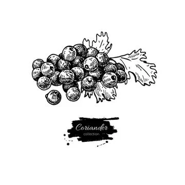 Coriander seed heap vector hand drawn illustration. Isolated spi Stock Illustration