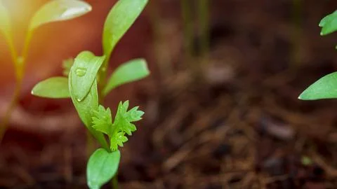 Coriander seedlings are growing in the plot. Stock Photos
