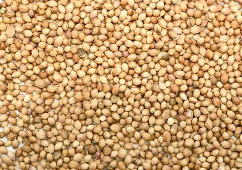 Coriander seeds background Stock Photos