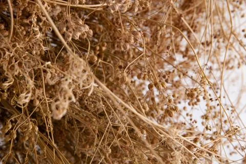 Coriander seeds drying Stock Photos