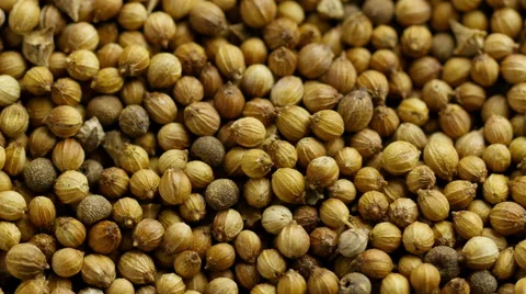 Coriander seeds. Vídeo Stock 53364288