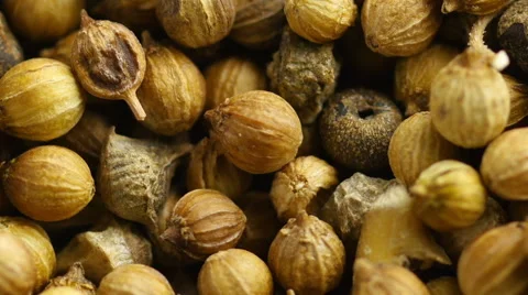Coriander seeds Stock Footage 53765464