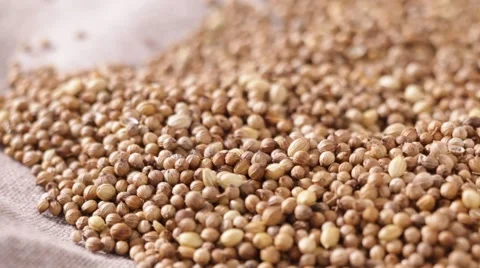 Coriander seeds Stock Footage 67987782