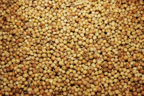 Coriander seeds Stock Photos