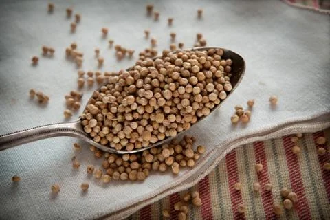 Coriander seeds Stock Photos