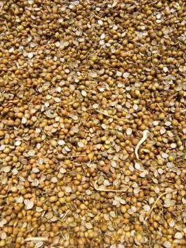 Coriander seeds Stock Photos