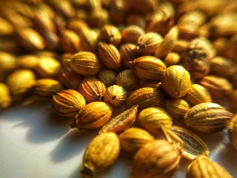 Coriander Seeds Stock Photos