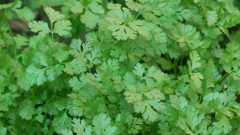 Coriander shaking with wind 스톡 동영상 84919333