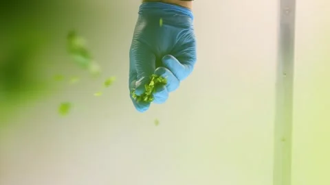 Coriander sprinkles falling onto camera slow motion seasoning Stock Footage 274808552