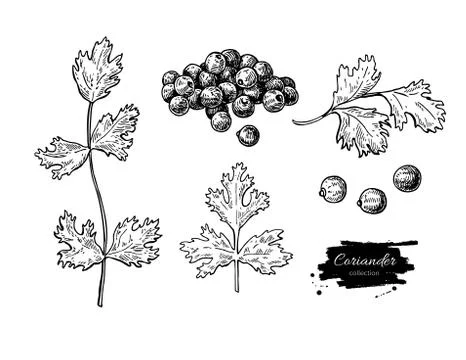 Coriander vector hand drawn illustration set. Isolated spice obj Stock Illustration