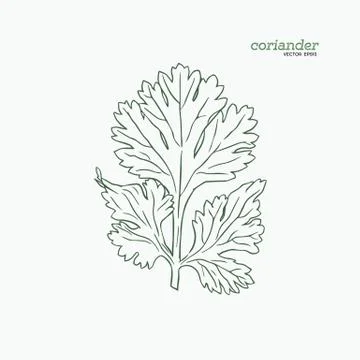Coriander vector hand drawn illustration set. Stock Illustration