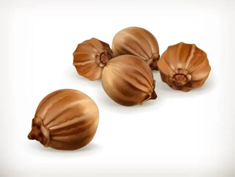 Coriander, vector icon Stock Illustration