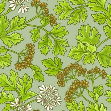 Coriander vector pattern Illustrazione stock