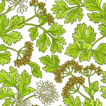 Coriander vector pattern Illustrazione stock