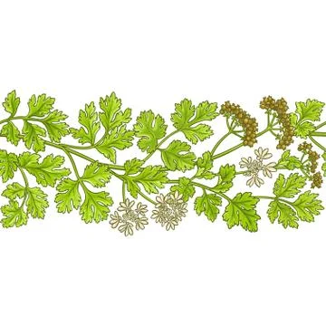 Coriander vector pattern Stock Illustration
