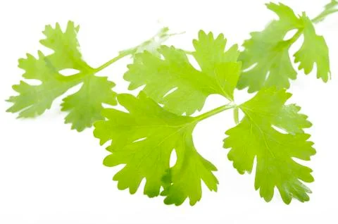 Coriander on white background Stock Photos