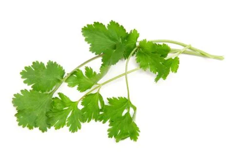 Coriander on a white background Stock Photos