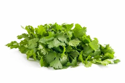 Coriander on a white background Stock Photos