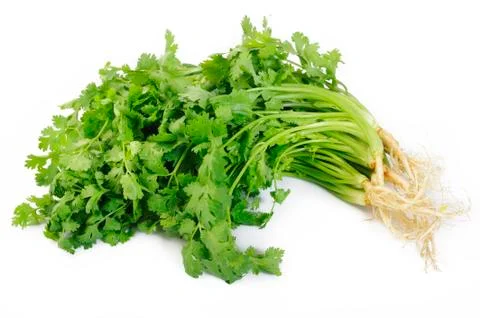 Coriander on white background Stock Photos