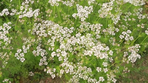 Coriander white flowers in the field Stock Footage